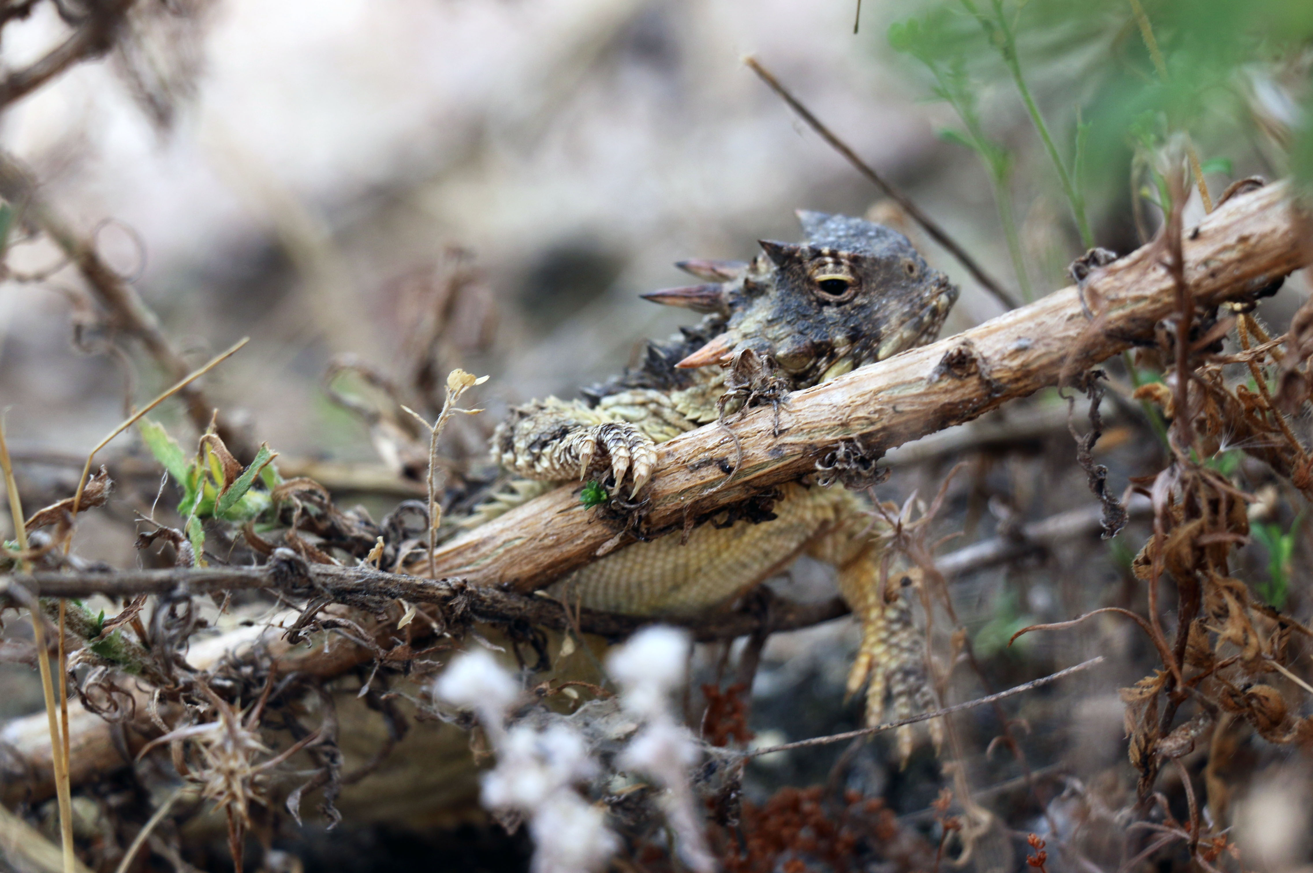 Shooting Blood from Their Eyes Doesn’t Scare Off the Pet Trade Desert